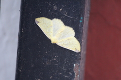 Antepione thisoaria