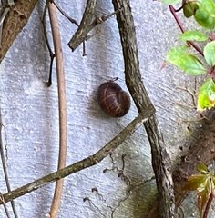 Cornu aspersum