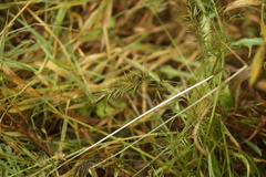 Anthoxanthum aristatum