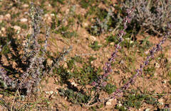 Maireana trichoptera