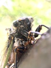 Cryptotympana facialis