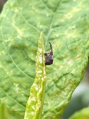 Anthonomus quadrigibbus