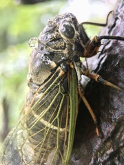 Cryptotympana facialis