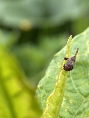 Anthonomus quadrigibbus