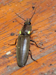 Pyrophorus