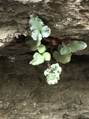 Pellaea atropurpurea