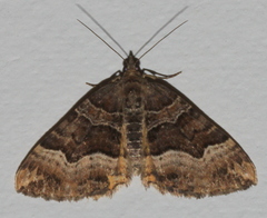 Chrysolarentia lucidulata