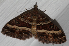 Chrysolarentia vicissata
