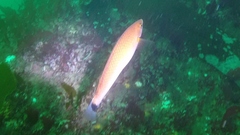 Halichoeres californicus