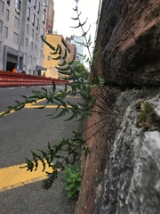 Pellaea atropurpurea