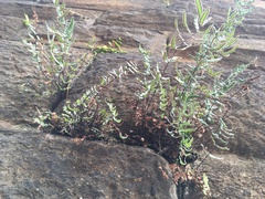 Pellaea atropurpurea