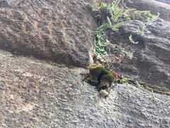 Pellaea atropurpurea