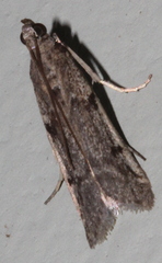 Cryptoblabes hemigypsa