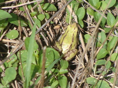 Hyla eximia