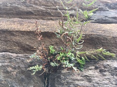 Pellaea atropurpurea