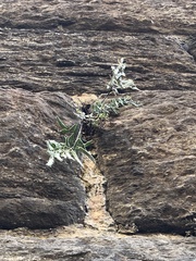 Pellaea atropurpurea