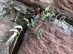 Pellaea atropurpurea