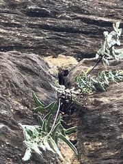 Pellaea atropurpurea