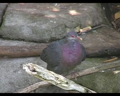 Columba vitiensis