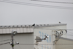 Corvus macrorhynchos japonensis