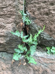 Pellaea atropurpurea