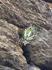 Pellaea atropurpurea