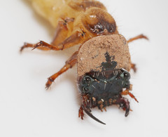 Tetracha virginica