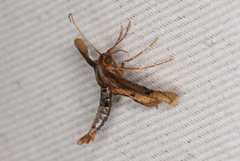 Thyrididae