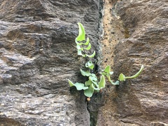 Pellaea atropurpurea