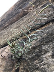 Pellaea atropurpurea