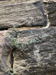 Pellaea atropurpurea