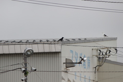 Corvus macrorhynchos japonensis