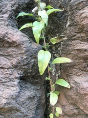 Parietaria pensylvanica