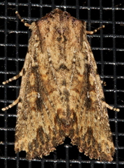 Dasygaster nephelistis