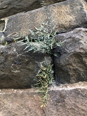 Pellaea atropurpurea