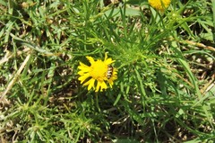 Acmaeodera mixta