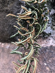 Pellaea atropurpurea