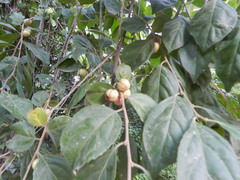 Casearia aculeata