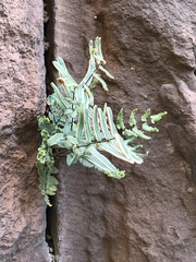 Pellaea atropurpurea