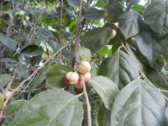 Casearia aculeata