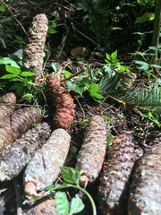 Abies flinckii