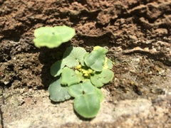 Pellaea atropurpurea