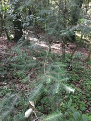 Abies flinckii