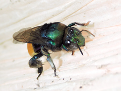 Eufriesea mexicana