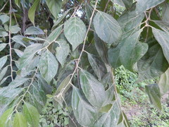 Casearia aculeata