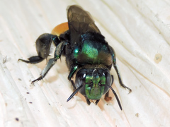 Eufriesea mexicana