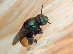 Eufriesea mexicana