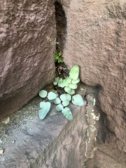 Pellaea atropurpurea