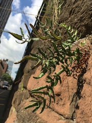 Pellaea atropurpurea