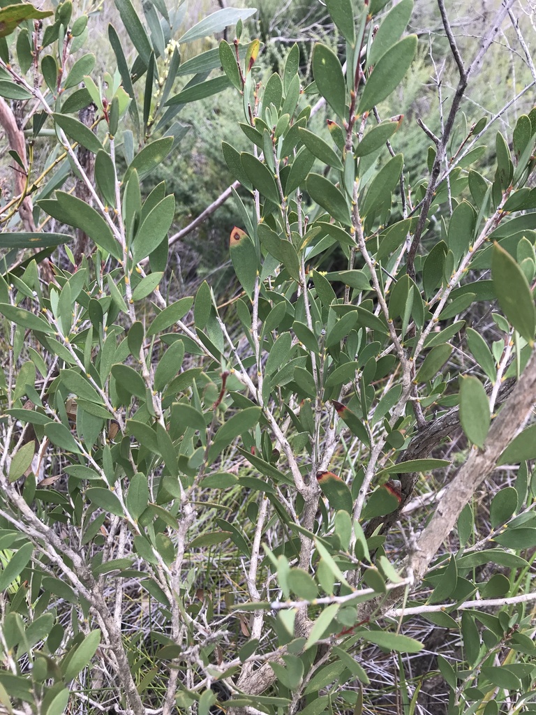 Australian Tea Tree from Philip Moors Drive, Cranbourne, VIC, AU on ...